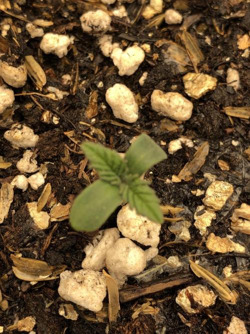 Lemonchello Haze Seedsman Indoor Summer. Week 1
