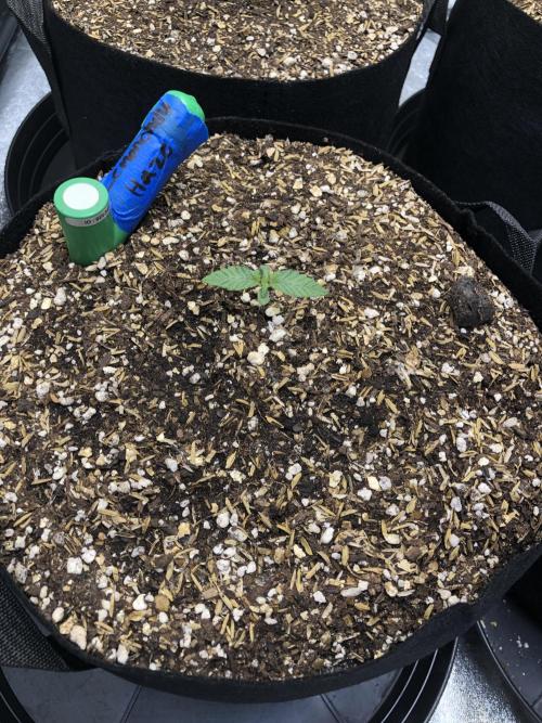 Lemonchello Haze Seedsman Indoor Summer. Week 1