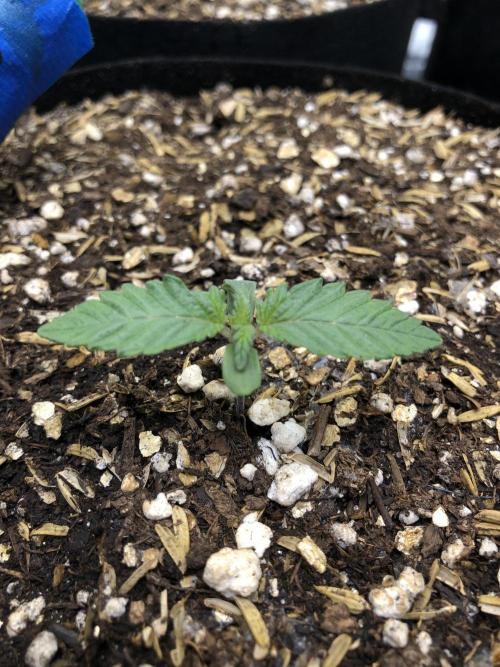 Lemonchello Haze Seedsman Indoor Summer. Week 1