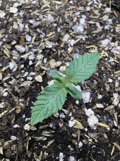 Lemonchello Haze Seedsman Indoor Summer. Week 1