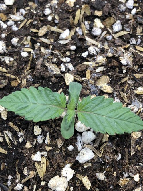 Lemonchello Haze Seedsman Indoor Summer. Week 1