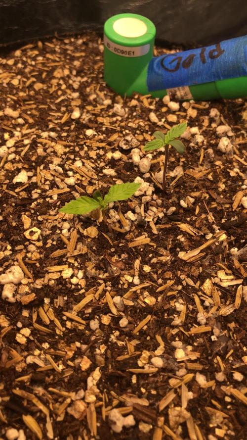 Acapulco Gold SeedSupreme Indoor Summer