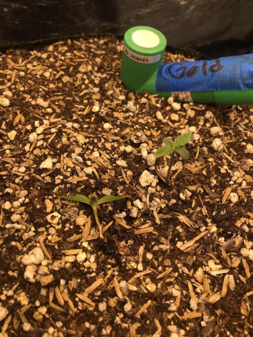 Acapulco Gold SeedSupreme Indoor Summer. Week 2