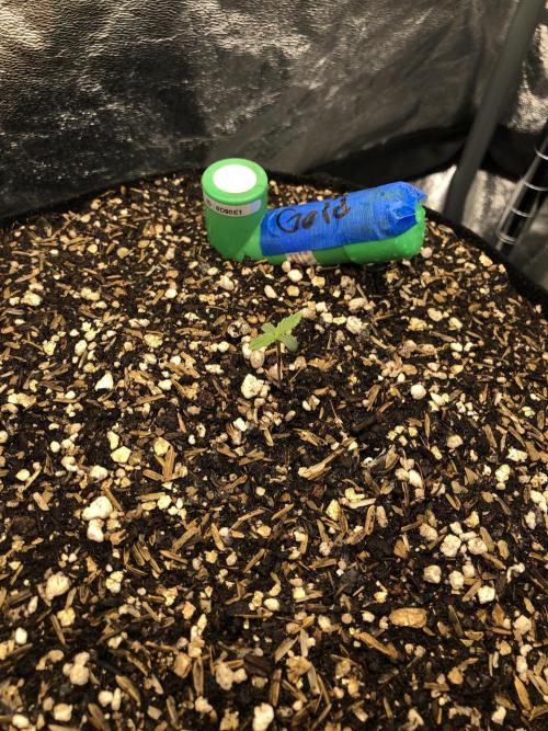 Acapulco Gold SeedSupreme Indoor Summer. Week 2