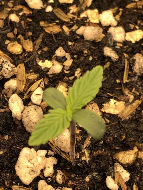 Acapulco Gold SeedSupreme Indoor Summer. Week 2