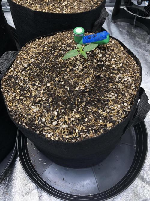 Acapulco Gold SeedSupreme Indoor Summer. Week 2