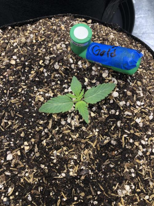 Acapulco Gold SeedSupreme Indoor Summer. Week 2