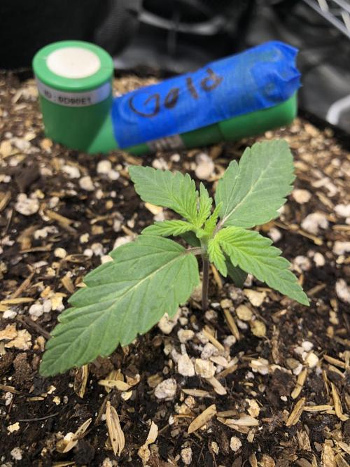 Acapulco Gold SeedSupreme Indoor Summer. Week 2
