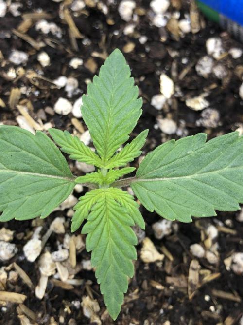 Acapulco Gold SeedSupreme Indoor Summer. Week 2