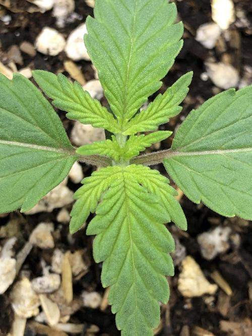 Acapulco Gold SeedSupreme Indoor Summer. Week 2