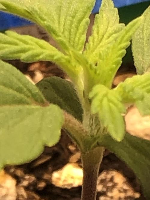 Acapulco Gold SeedSupreme Indoor Summer. Week 2