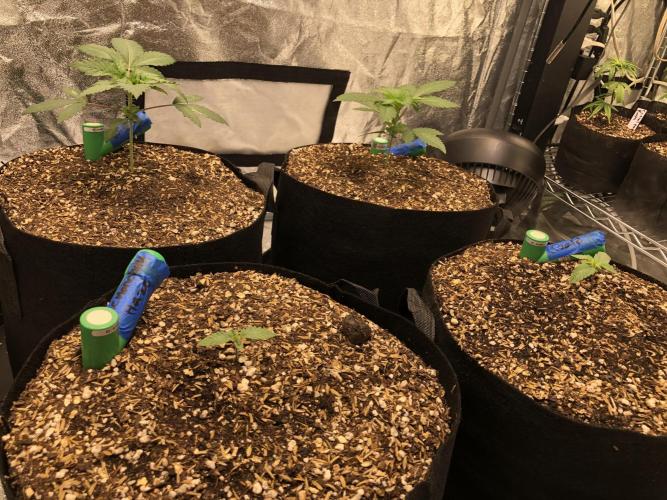 Acapulco Gold SeedSupreme Indoor Summer. Week 2