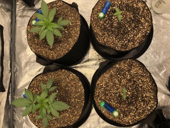 Acapulco Gold SeedSupreme Indoor Summer. Week 2