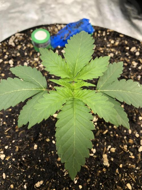 Mexican Sativa Kannabaia Indoor Summer. Week 2