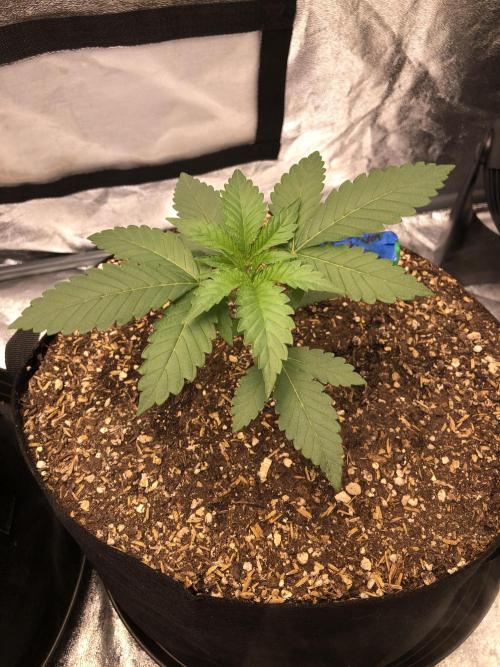 Mexican Sativa Kannabaia Indoor Summer. Week 2