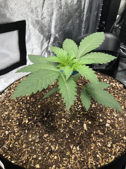 Mexican Sativa Kannabaia Indoor Summer. Week 2