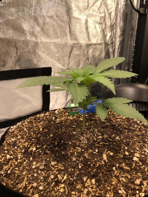Mexican Sativa Kannabaia Indoor Summer. Week 2