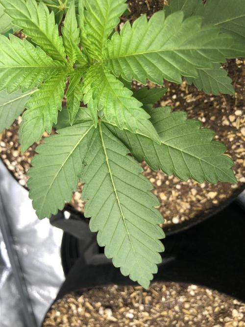 Mexican Sativa Kannabaia Indoor Summer. Week 2