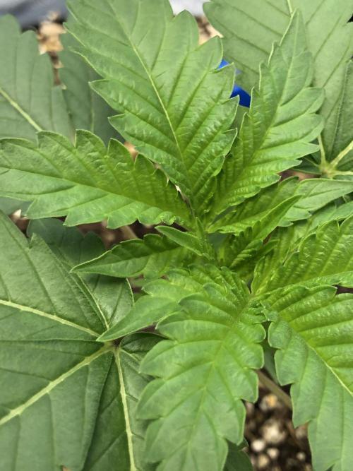 Mexican Sativa Kannabaia Indoor Summer. Week 2