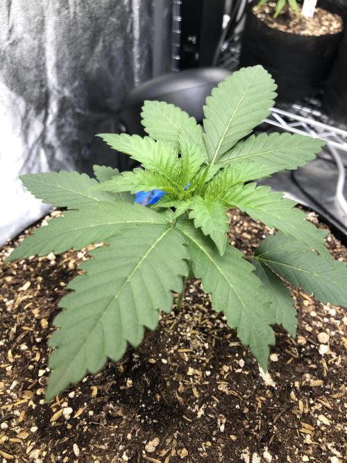 Mexican Sativa Kannabaia Indoor Summer. Week 2