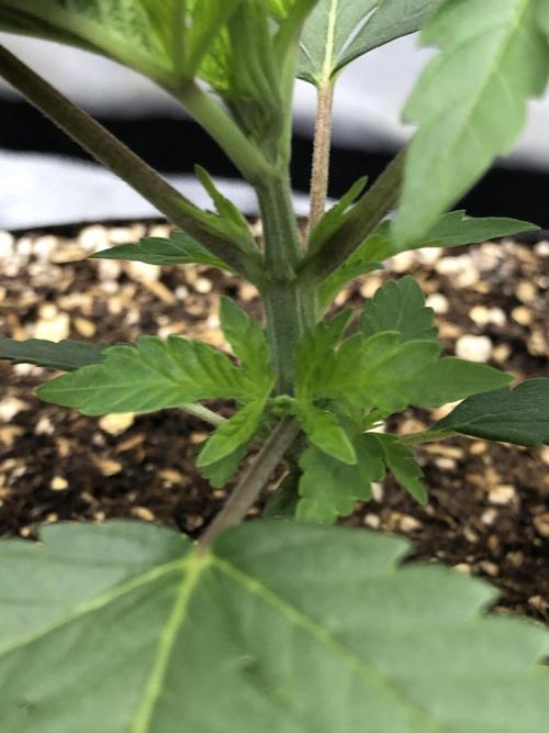 Mexican Sativa Kannabaia Indoor Summer. Week 2