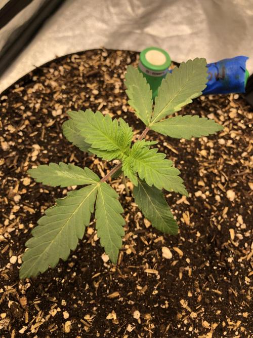 Silver Widow Kannabaia Indoor Summer. Week 2