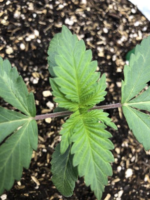 Silver Widow Kannabaia Indoor Summer. Week 2