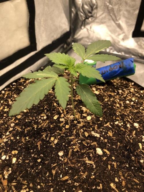 Silver Widow Kannabaia Indoor Summer. Week 2