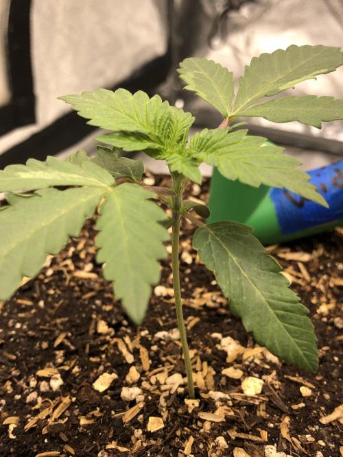Silver Widow Kannabaia Indoor Summer. Week 2