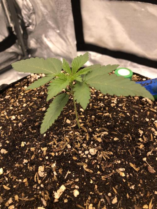 Silver Widow Kannabaia Indoor Summer. Week 2