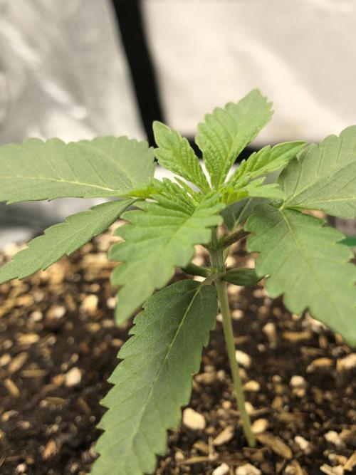 Silver Widow Kannabaia Indoor Summer. Week 2