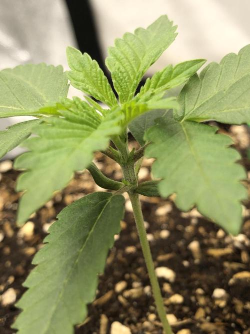 Silver Widow Kannabaia Indoor Summer. Week 2