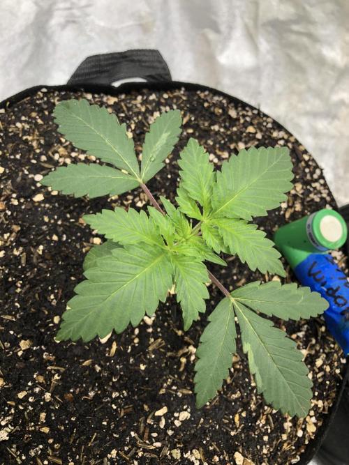 Silver Widow Kannabaia Indoor Summer. Week 2