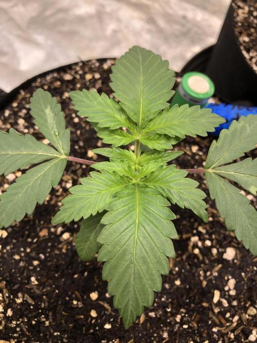 Silver Widow Kannabaia Indoor Summer. Week 2