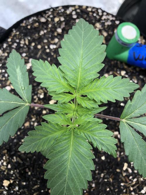 Silver Widow Kannabaia Indoor Summer. Week 2