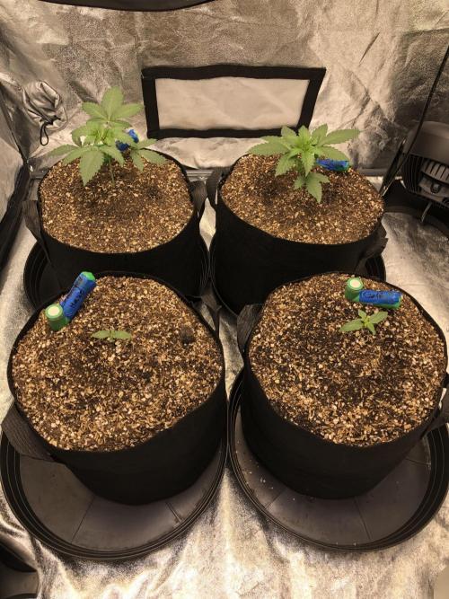 Silver Widow Kannabaia Indoor Summer. Week 2