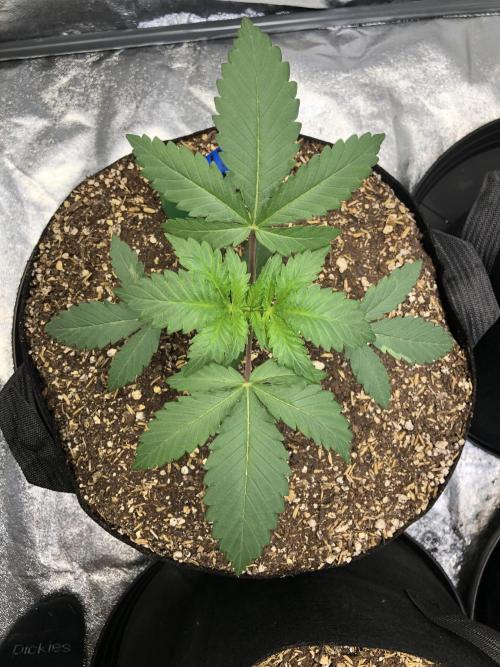 Silver Widow Kannabaia Indoor Summer. Week 2