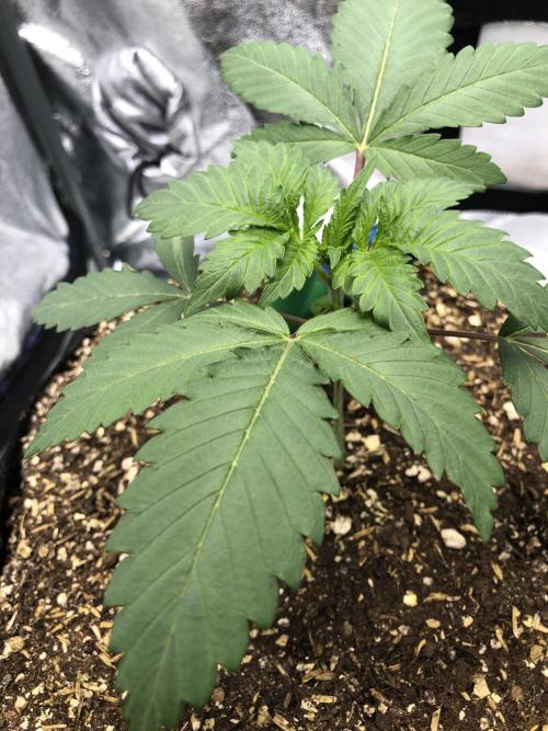 Silver Widow Kannabaia Indoor Summer. Week 2