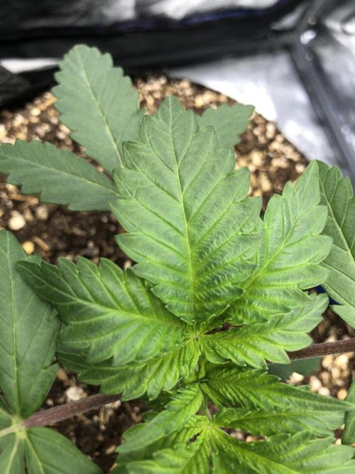 Silver Widow Kannabaia Indoor Summer. Week 2