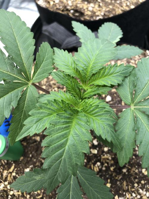 Silver Widow Kannabaia Indoor Summer. Week 2
