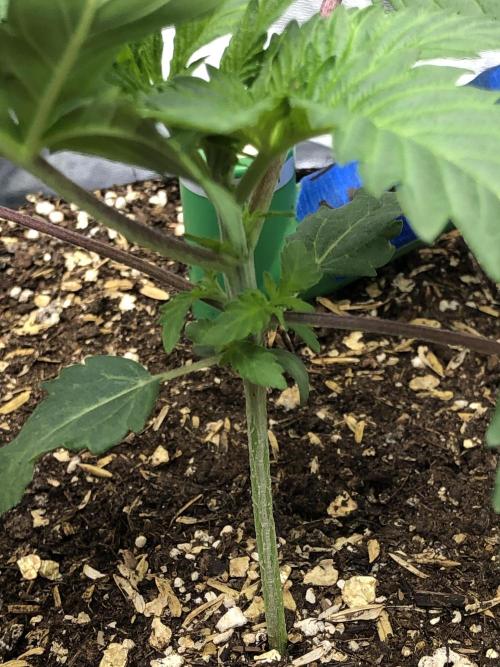 Silver Widow Kannabaia Indoor Summer. Week 2