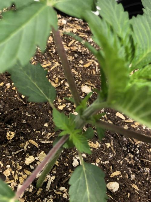 Silver Widow Kannabaia Indoor Summer. Week 2