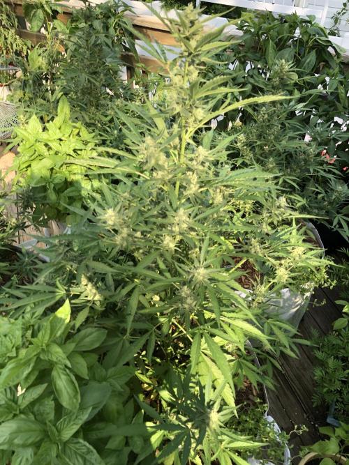 Pine Auto Outdoor Spring 26'. Week 7