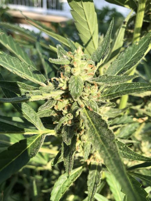 Pine Auto Outdoor Spring 26'. Week 7