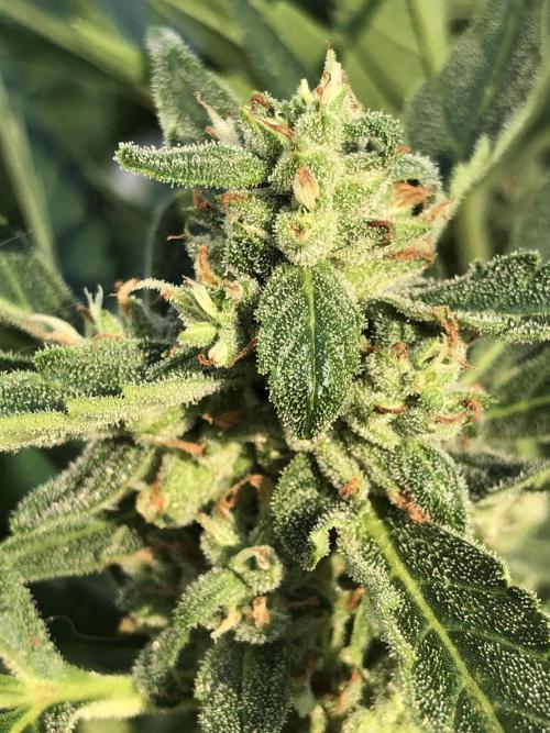 Pine Auto Outdoor Spring 26'. Week 7