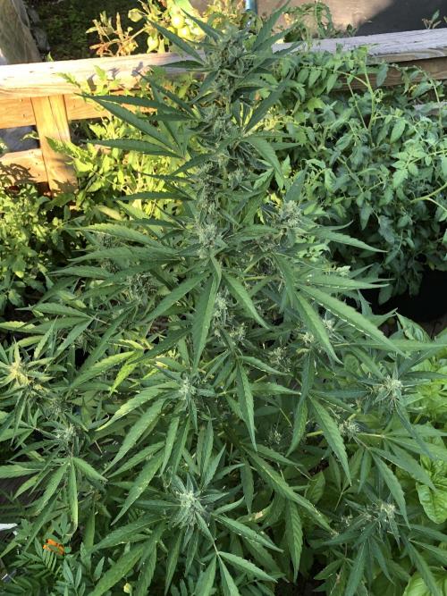 Pine Auto Outdoor Spring 26'. Week 7