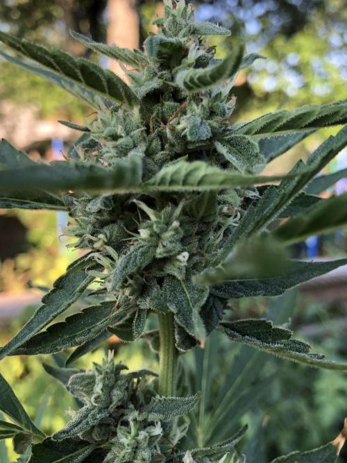 Pine Auto Outdoor Spring 26'. Week 7