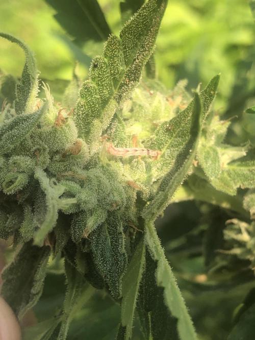 Pine Auto Outdoor Spring 26'. Week 7