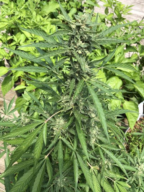 Pine Auto Outdoor Spring 26'. Week 7