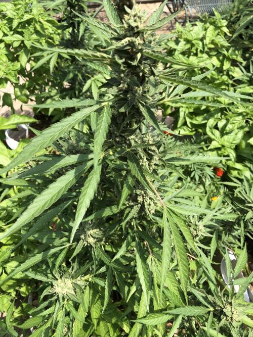 Pine Auto Outdoor Spring 26'. Week 7